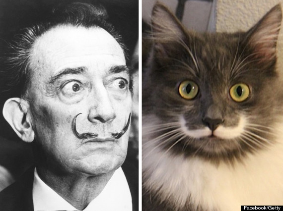 Gato parecido a Dalí es en las redes - 24CON